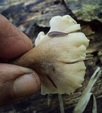 Auriscalpium villipes image