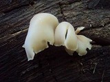 Auriscalpium villipes image