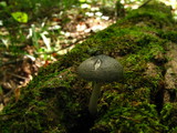 Pluteus americanus image