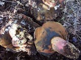Boletus satanas image