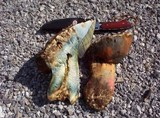 Boletus satanas image