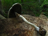 Phleogena faginea image