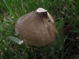 Hymenopellis megalospora image