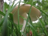 Hymenopellis megalospora image
