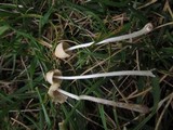 Conocybe apala image