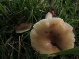 Russula pectinatoides image