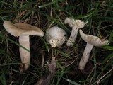 Russula pectinatoides image