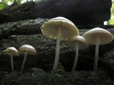 Mycena niveipes image
