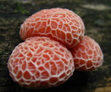 Rhodotus palmatus image