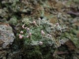 Dibaeis baeomyces image