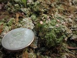 Dibaeis baeomyces image
