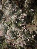 Dibaeis baeomyces image