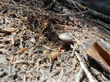Clitocybe glacialis image