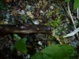 Vibrissea leptospora image