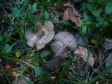 Clitocybe fragrans image