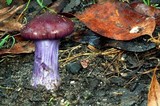 Cortinarius archeri image