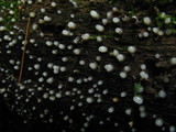 Helicogloea compressa image