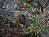 Image of Helvella confusa