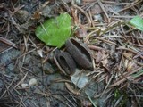 Helvella confusa image