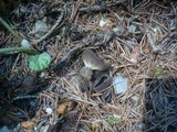 Helvella confusa image