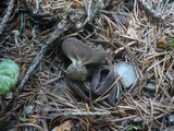 Helvella confusa image