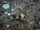 Helvella confusa image