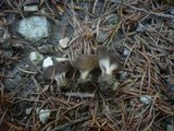 Helvella confusa image