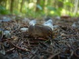 Helvella confusa image