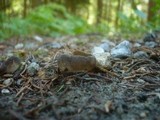 Helvella confusa image