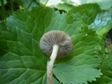 Agrocybe elatella image