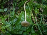 Agrocybe elatella image
