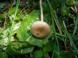 Agrocybe elatella image