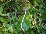 Agrocybe elatella image