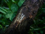 Lasiosphaeria ovina image