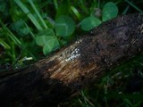Lasiosphaeria ovina image