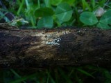 Lasiosphaeria ovina image