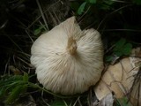 Melanoleuca cognata image