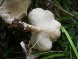 Melanoleuca cognata image