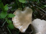 Melanoleuca cognata image