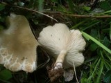 Melanoleuca cognata image