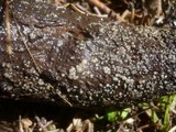 Mollisia benesuada image
