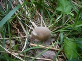 Mycena abramsii image