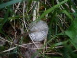 Mycena abramsii image