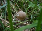 Mycena abramsii image