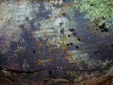 Orbilia eucalypti image