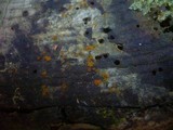 Orbilia eucalypti image