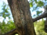 Perrotia flammea image