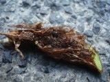 Psilachnum chrysostigma image