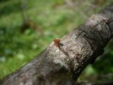 Phaeomarasmius erinaceus image