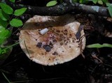 Amanita amerirubescens image